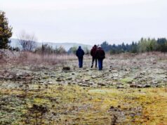 Villarrica podría ser la primera comuna de la región con un parque solar comunitario