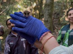 Rescatan a monito del monte y lo liberan en Monumento Natural de La Araucanía