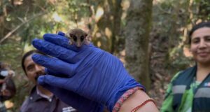 Rescatan a monito del monte y lo liberan en Monumento Natural de La Araucanía