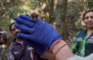 Rescatan a monito del monte y lo liberan en Monumento Natural de La Araucanía
