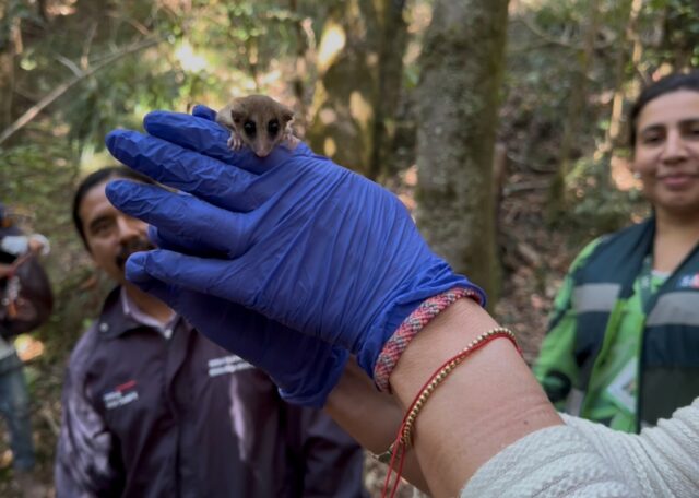 Rescatan a monito del monte y lo liberan en Monumento Natural de La Araucanía