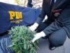 PDI Temuco encuentra cultivo ilegal de cannabis sativa en humedal urbano de Chivilcán