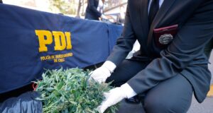 PDI Temuco encuentra cultivo ilegal de cannabis sativa en humedal urbano de Chivilcán