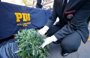 PDI Temuco encuentra cultivo ilegal de cannabis sativa en humedal urbano de Chivilcán