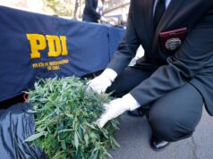 Desmantelan plantación ilegal de cannabis antes de su cosecha en la localidad de Labranza