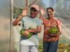 Familia campesina logra inédito cultivo de sandias y melones en la comuna Pitrufquén