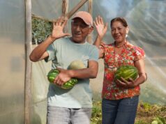 Familia campesina logra inédito cultivo de sandias y melones en la comuna Pitrufquén