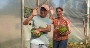 Familia campesina logra inédito cultivo de sandias y melones en la comuna Pitrufquén