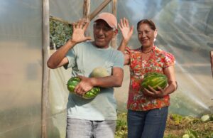 Familia campesina logra inédito cultivo de sandias y melones en la comuna Pitrufquén