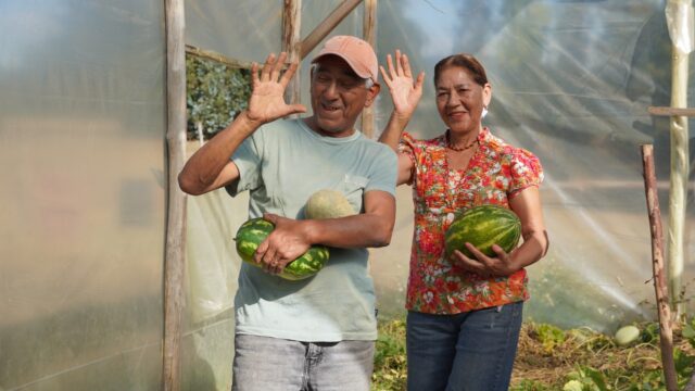 Familia campesina logra inédito cultivo de sandias y melones en la comuna Pitrufquén