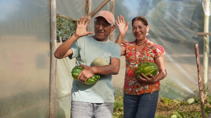Familia campesina logra inédito cultivo de sandias y melones en la comuna Pitrufquén