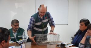 En Pitrufquén replicarán trampas de visones americanos para distribuir en zonas productivas de la zona