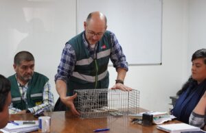 En Pitrufquén replicarán trampas de visones americanos para distribuir en zonas productivas de la zona