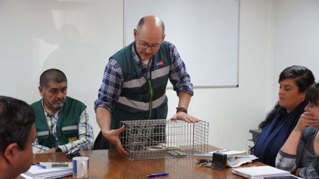 En Pitrufquén replicarán trampas de visones americanos para distribuir en zonas productivas de la zona