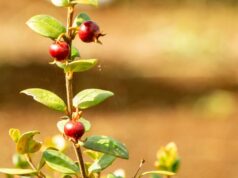 En La Araucanía desarrollan huertos tecnológicos demostrativos del cultivo ancestral de murtilla
