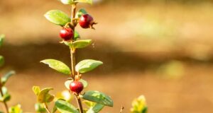 En La Araucanía desarrollan huertos tecnológicos demostrativos del cultivo ancestral de murtilla