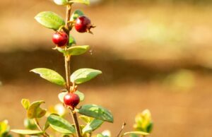 En La Araucanía desarrollan huertos tecnológicos demostrativos del cultivo ancestral de murtilla