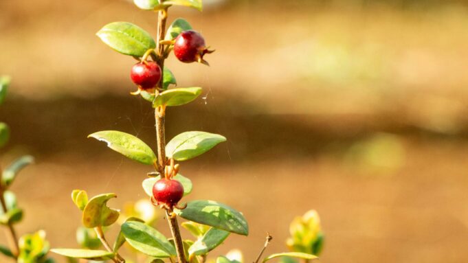 En La Araucanía desarrollan huertos tecnológicos demostrativos del cultivo ancestral de murtilla