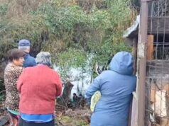 Hombre fallece tras caer al río Cholchol desde el Puente Padre Hurtado en Nueva Imperial