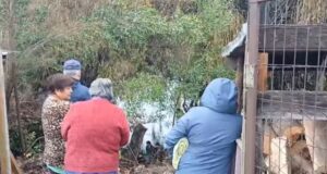 Hombre fallece tras caer al río Cholchol desde el Puente Padre Hurtado en Nueva Imperial