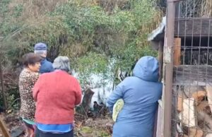 Hombre fallece tras caer al río Cholchol desde el Puente Padre Hurtado en Nueva Imperial