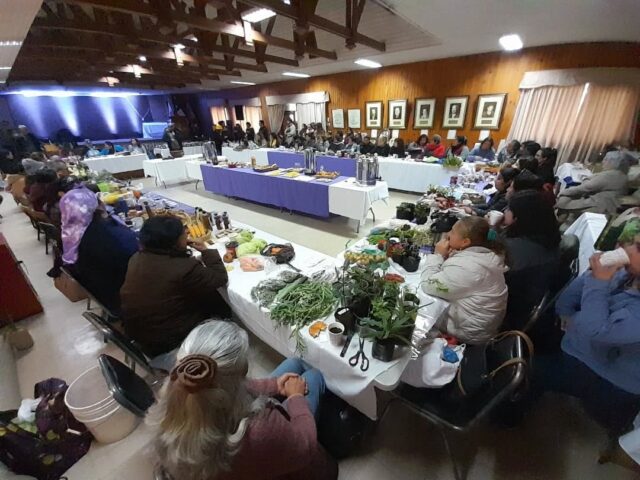 Mujeres de Freire reviven el espíritu del Trafkintu en emotiva jornada organizada por la Municipalidad