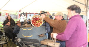 Se Lanza En Pitrufquén La Ruta De La Chicha: Una Exposición Que Rescata El Patrimonio Chichero De La Comuna