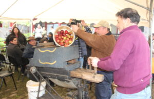 Se Lanza En Pitrufquén La Ruta De La Chicha: Una Exposición Que Rescata El Patrimonio Chichero De La Comuna