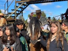 Campeones nacionales Fernanda Oporto y Franco Catalán deslumbran en visita estudiantil al club de rodeo chileno de Pitrufquén