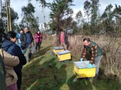 PRODER de Freire impulsa la apicultura como eje de desarrollo productivo local con taller práctico en Lolen Bajo
