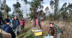 PRODER de Freire impulsa la apicultura como eje de desarrollo productivo local con taller práctico en Lolen Bajo
