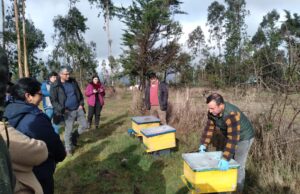 PRODER de Freire impulsa la apicultura como eje de desarrollo productivo local con taller práctico en Lolen Bajo