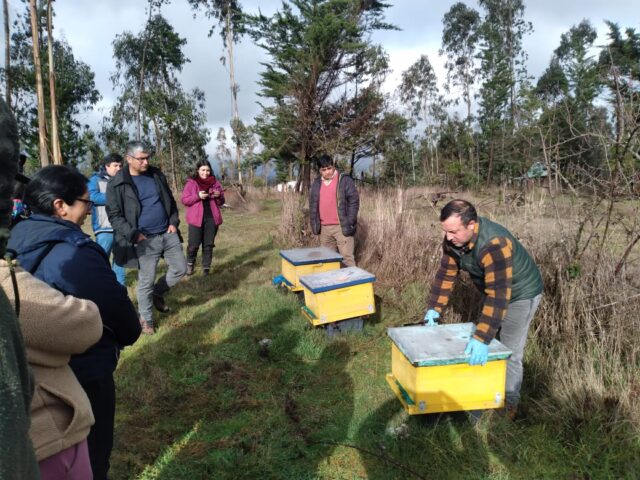PRODER de Freire impulsa la apicultura como eje de desarrollo productivo local con taller práctico en Lolen Bajo