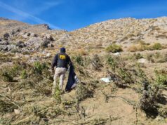 Desarticulación de banda «Los Fritz» deja nuevo decomiso de más de 100 kilos de cannabis que serían comercializados en la zona lacustre