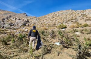 Desarticulación de banda «Los Fritz» deja nuevo decomiso de más de 100 kilos de cannabis que serían comercializados en la zona lacustre