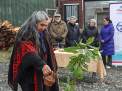 Centros de salud de Villarrica Celebran el We Tripantu con ceremonias de renovación y pertinencia cultural