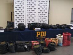 PDI Temuco saca de circulación 700 millones de pesos en cannabis sativa proveniente de la región de Coquimbo