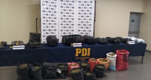 PDI Temuco saca de circulación 700 millones de pesos en cannabis sativa proveniente de la región de Coquimbo