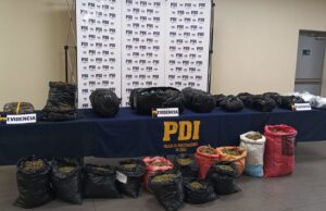PDI Temuco saca de circulación 700 millones de pesos en cannabis sativa proveniente de la región de Coquimbo