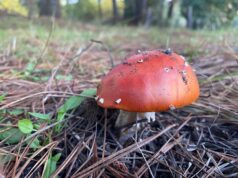 Próximo sábado 14 de junio: ¡Realizan la Primera Expo Fungi en Pitrufquén!