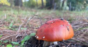 Próximo sábado 14 de junio: ¡Realizan la Primera Expo Fungi en Pitrufquén!