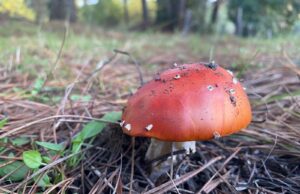 Próximo sábado 14 de junio: ¡Realizan la Primera Expo Fungi en Pitrufquén!