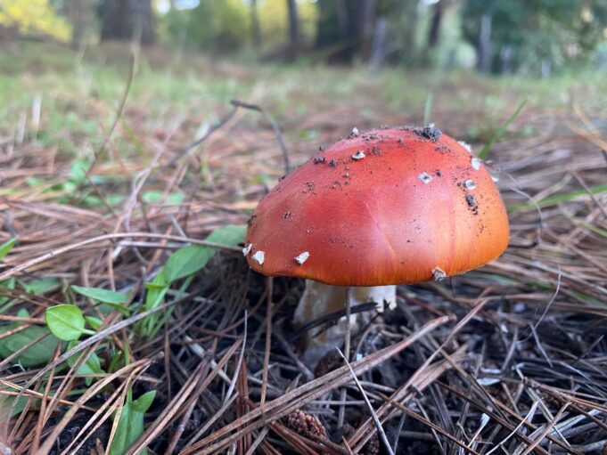 Próximo sábado 14 de junio: ¡Realizan la Primera Expo Fungi en Pitrufquén!