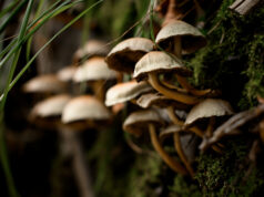 Pitrufquén tendrá la «Primera Expo Pitru fungi» este 14 de junio: evento familiar gratuito