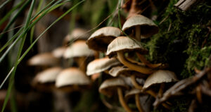 Pitrufquén tendrá la «Primera Expo Pitru fungi» este 14 de junio: evento familiar gratuito