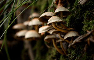 Pitrufquén tendrá la «Primera Expo Pitru fungi» este 14 de junio: evento familiar gratuito