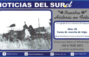 Pitrufquén; Cosecha de Trigo Años 30