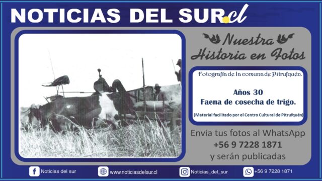 Pitrufquén; Cosecha de Trigo Años 30
