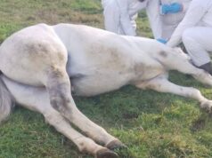 Preocupación en La Araucanía por sacrificios de caballos con anemia infecciosa: denuncian presuntas irregularidades en el proceso