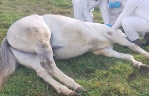 Preocupación en La Araucanía por sacrificios de caballos con anemia infecciosa: denuncian presuntas irregularidades en el proceso
